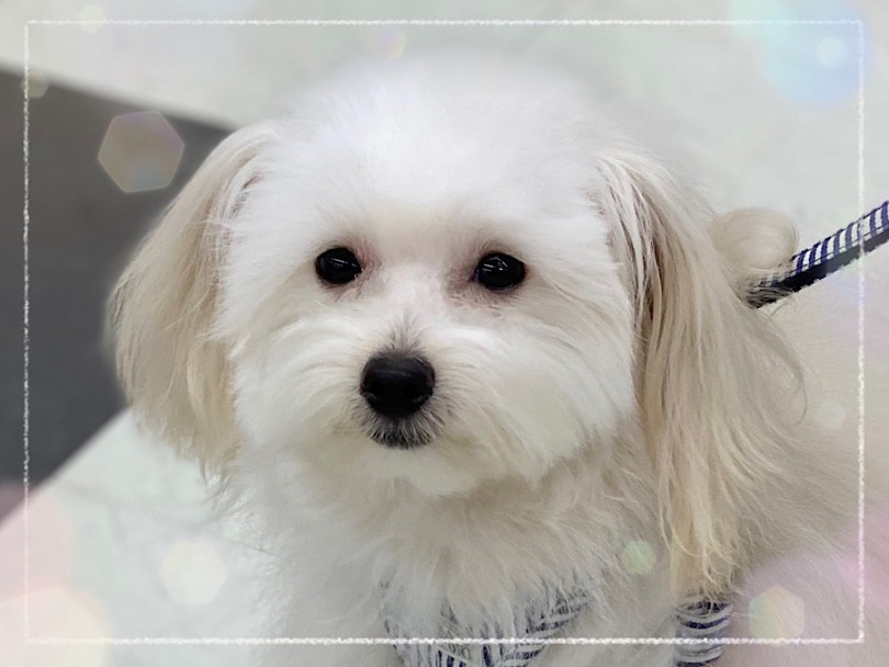 パピートレーニングは優秀でみんなのお手本になっちゃう男の子 | MIX犬 ポメプー （312050） - 横浜 港北ニュータウン店
