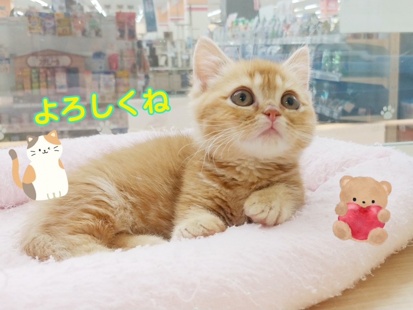 マンチカンくんとの生活で気をつけるポイント | マンチカン （413090） - さいたま 武蔵浦和店