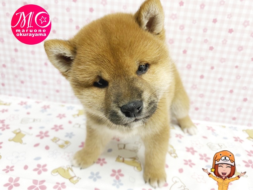 柴犬マニアが悶えるコロコロボディ | 柴犬 （6131151） - 横浜 大倉山店