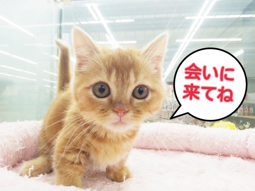 まずは一度マルワンさいたま 武蔵浦和店に会いに来てくださいね♡ | マンチカン （413090） - さいたま 武蔵浦和店