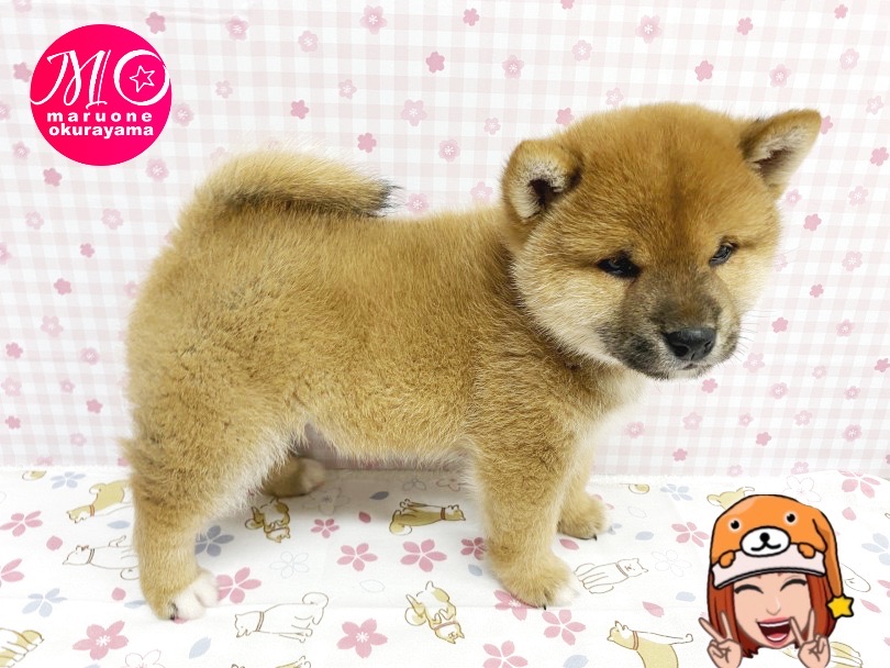 柴犬がビシッと立つ姿「立ち込み」 | 柴犬 （6131151） - 横浜 大倉山店
