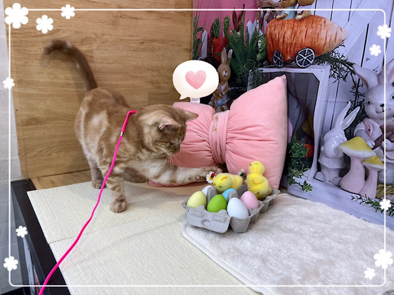 どうぞアメショ君に会いに来てくださいね | アメリカンショートヘア （312073） - 横浜 港北ニュータウン店
