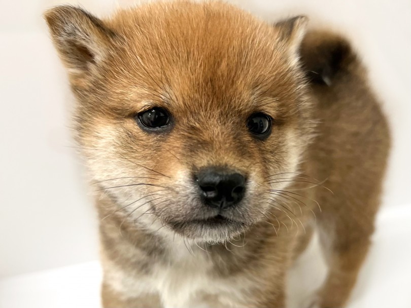 愛らしいクマ顔のルックス | 柴犬 （119323） - 梅島店