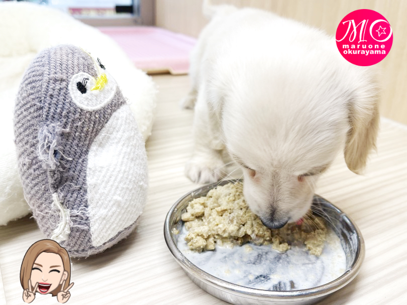 ペンギンちゃんに見守られてます♡ | ミニチュア・ダックスフント （6131150） - 横浜 大倉山店