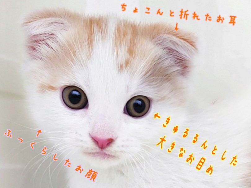 甘々キュートフェイス！スコティッシュフォールドらしい可愛さ満載です！ | スコティッシュフォールド （130412） - 高井戸店