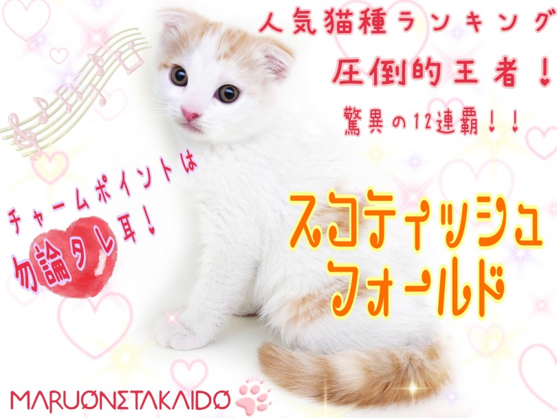 【 スコティッシュフォールド 】人気No.1！優しくて控えめな甘え方に胸キュン！