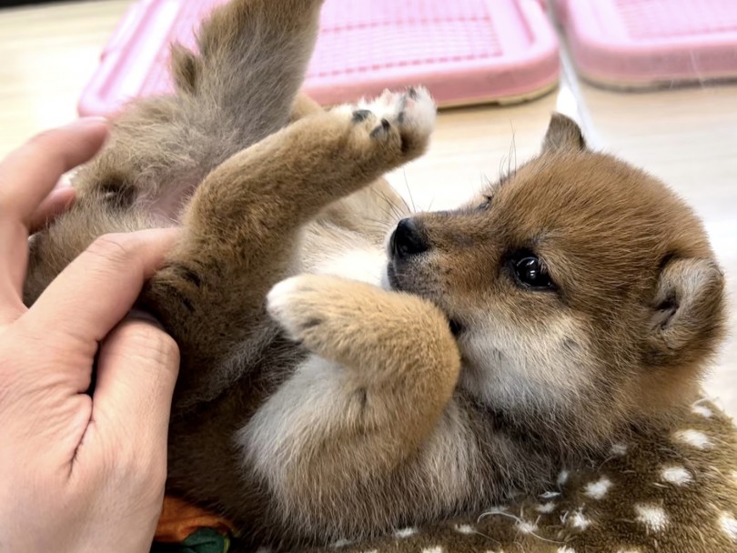 柴犬は飼い主にとても忠実な犬種です | 柴犬 （119323） - 梅島店