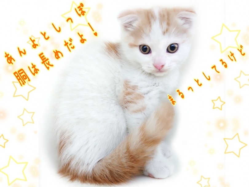 まんまるずんぐりむっくりなコビータイプに近いボディタイプですが、四肢・胴・しっぽがやや長めなのが特徴です！ | スコティッシュフォールド （130412） - 高井戸店