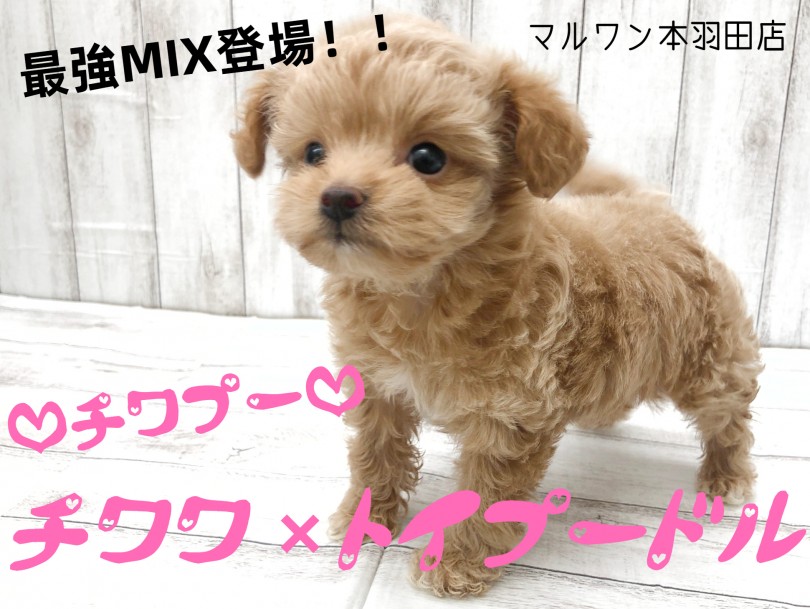 【 MIX 】チワワのお顔にトイプードルの毛質を受け継いだ超可愛いチワプー登場！