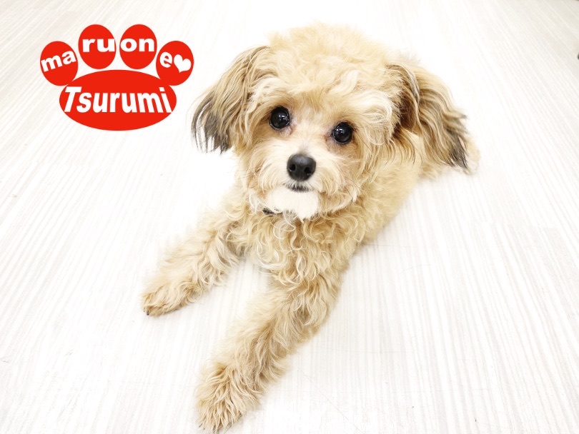 お座り・伏せ・待てができる子です | MIX犬 チワプー （713824） - 横浜 鶴見店