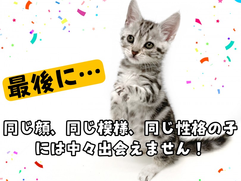 アメショちゃんと一緒にお客様をお待ちしております！ | アメリカンショートヘア （150278） - 東川口店