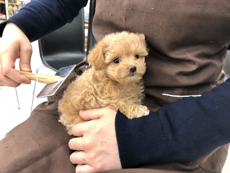 毛質は抜けにくいタイプです | MIX犬 チワプー (512791) - 本羽田店