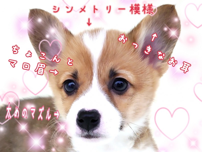 コーギーたんはお顔がとってもキュート！可愛いポイント満載です！ | ウェルシュコーギーペンブローク （130424） - 高井戸店