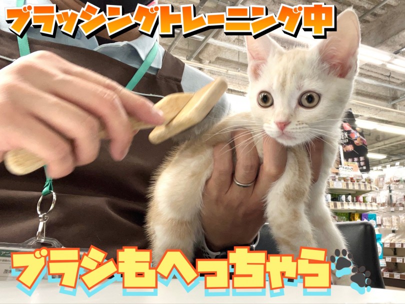 メンテナンストレーニングを全て良い子にさせてくれる超優等生♪ | スコティッシュフォールド （119318） - 梅島店