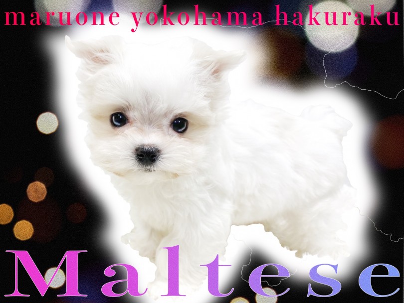 【 マルチーズ 】純白の貴公子！小さな身体と天性の懐っこさでアナタに愛をお届け！