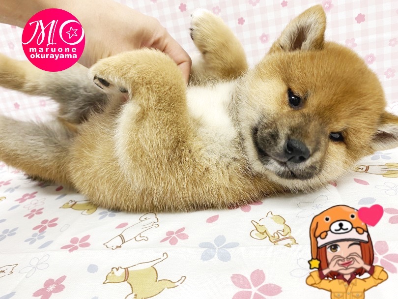 柴犬にはヘソ天と前足触りのトレーニングは日課に！ | 柴犬 （6131151） - 横浜 大倉山店