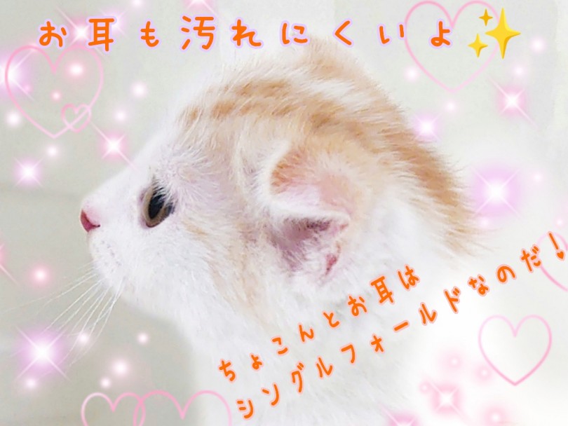 スコちゃんのお耳はちょこんと軽く折りたたまれたシングルフォールド | スコティッシュフォールド （130412） - 高井戸店
