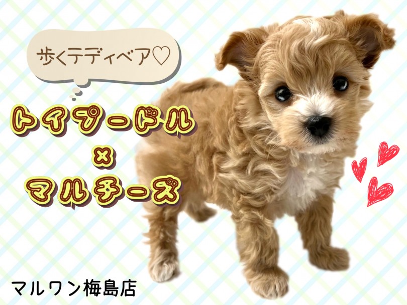 【 MIX犬・マルプー 】トイプードル×マルチーズのハイブリッド犬が登場！