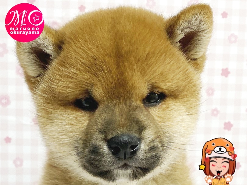 コンパスで書いたかのような丸顔！ | 柴犬 （6131151） - 横浜 大倉山店