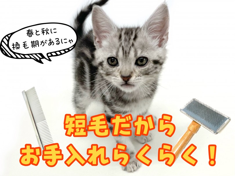 お手入れラクラク短毛種 | アメリカンショートヘア （150278） - 東川口店