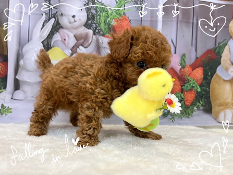 生後63日のプー君の1日の様子 | トイ・プードル （312085） - 横浜 港北ニュータウン店