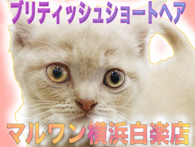 【 ブリティッシュショートヘア 】人気のクリーム色！丸々としてマスコット要素満載