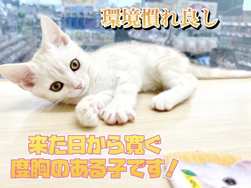初めて猫ちゃんを迎える方にもオススメ | スコティッシュフォールド （119318） - 梅島店