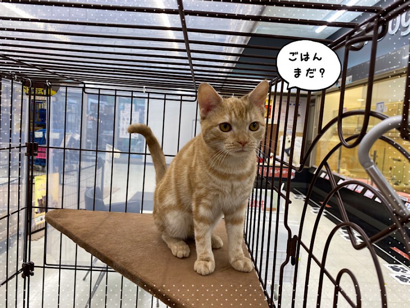 毎日しっかり食べて、よく寝る。 | アメリカンショートヘア （312073） - 横浜 港北ニュータウン店
