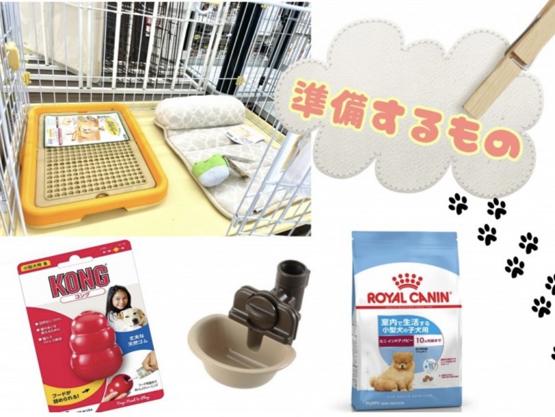 これさえあればペキプーちゃんとの生活がスタートできます | MIX犬 ペキプー （119328） - 梅島店