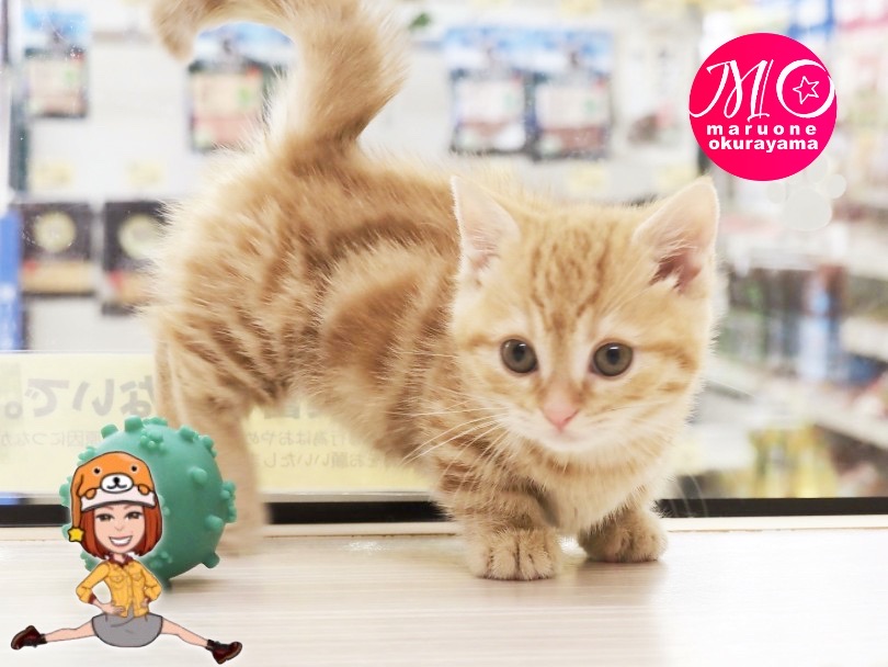 個性溢れるクラシックタビー | マンチカン （6131161） - 横浜 大倉山店