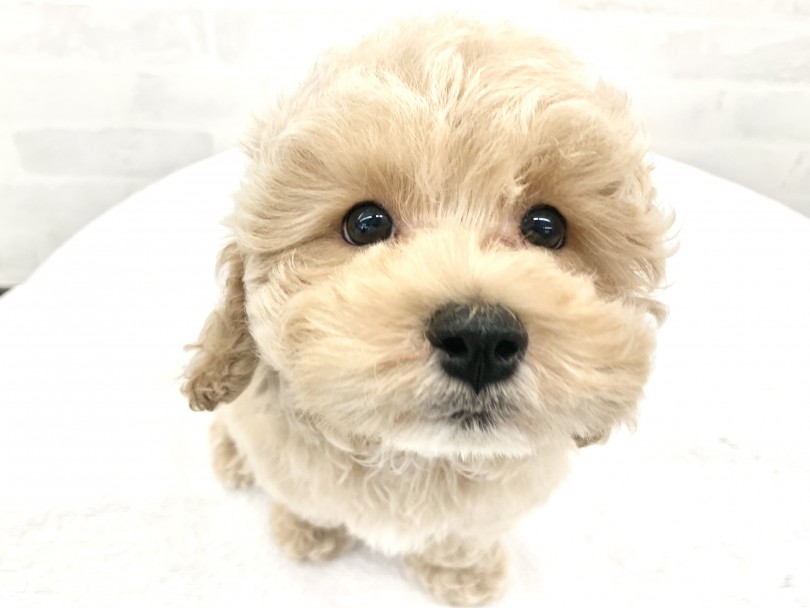 究極の理想形 | MIX犬 マルプー （014425） - 東日暮里店