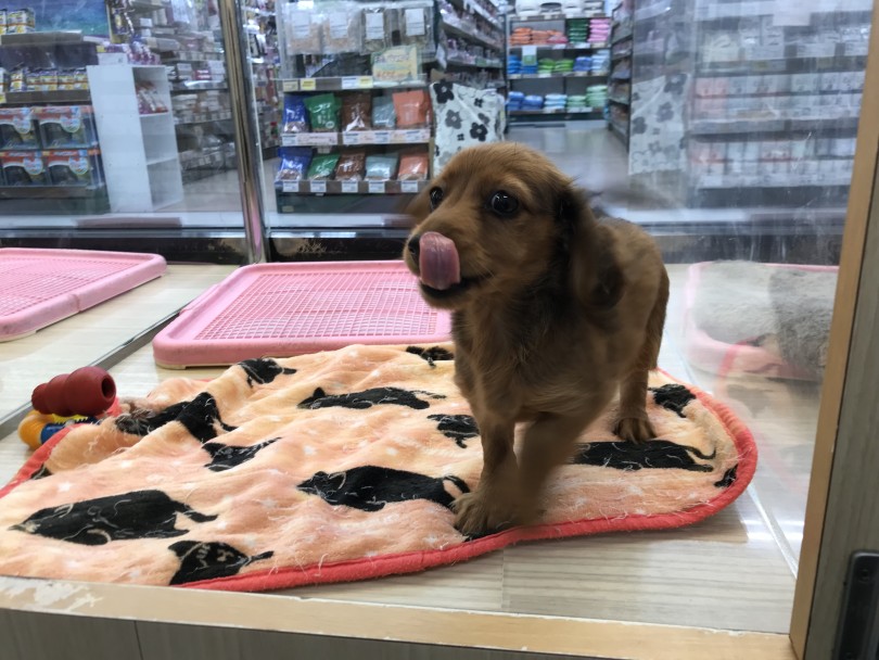 飼いやすさにプラスしてアフターサポートも万全 | ミニチュア・ダックスフント （119323） - 梅島店