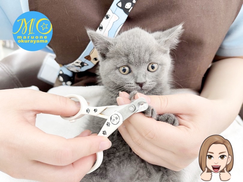 お手入れ初めてなのにとっても大人しくできました♪ | ブリティッシュショートヘア （6131158） - 横浜 大倉山店