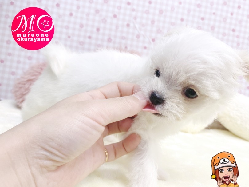 可愛らしい動きと愛嬌がすごい！ | MIX犬 マルチワ （6131156） - 横浜 大倉山店