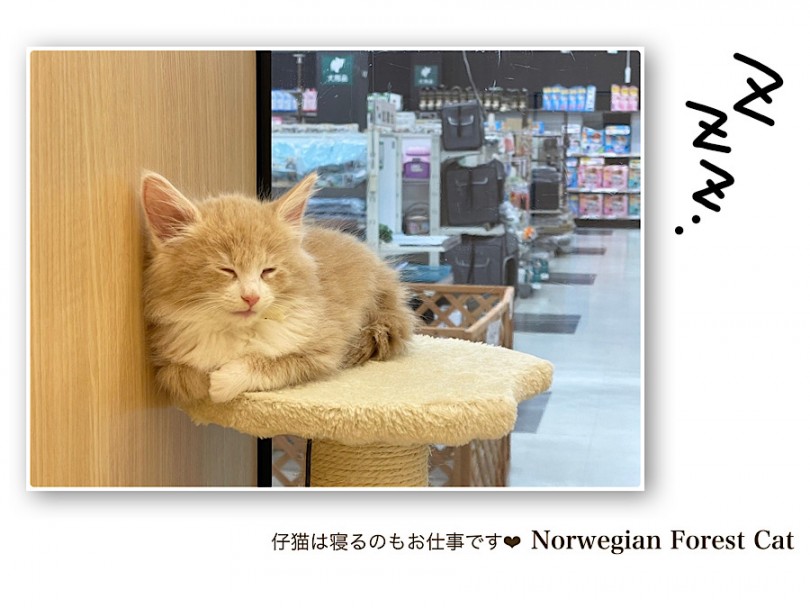 遊び終わると爪研ぎの上でおネンネTime | ノルウェージャンフォレストキャット （312094） - 横浜 港北ニュータウン店