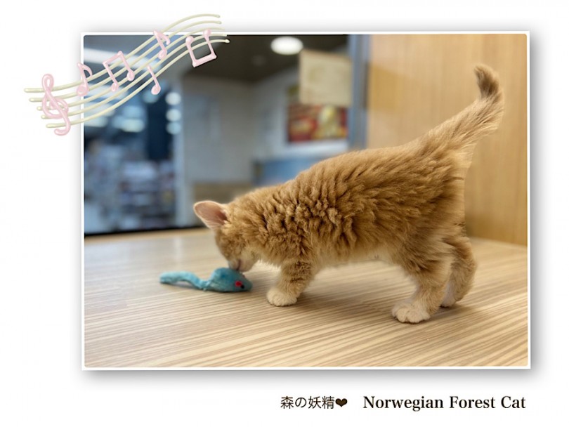 体重4/24測定860g | ノルウェージャンフォレストキャット （312094） - 横浜 港北ニュータウン店