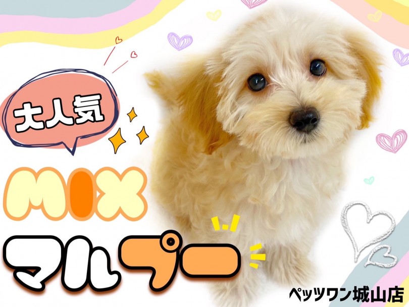 【 MIX 】ミックス犬の中で1、2を争う人気者マルプーちゃん