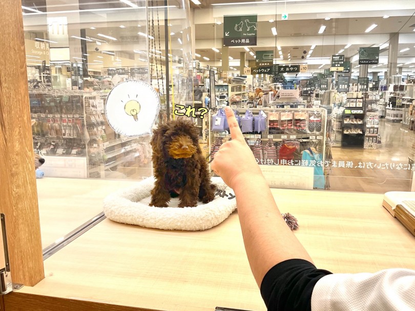 頭が良く『飼いやすい犬種上位常連 | トイ・プードル (118642) - 城山店