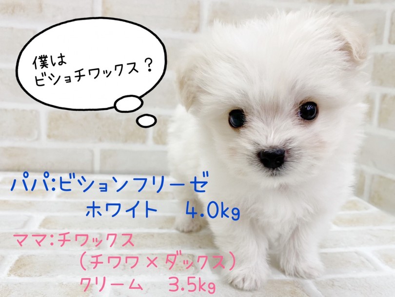 お父さんがチワックス お母さんはビションフリーゼ | MIX犬 （116697） - 下丸子店
