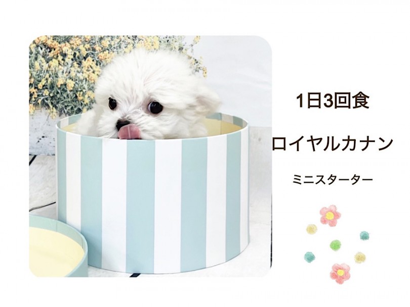 しっかりご飯を食べられるので、お家に行っても安心ですよ | MIX犬 チワマル （312091） - 横浜 港北ニュータウン店