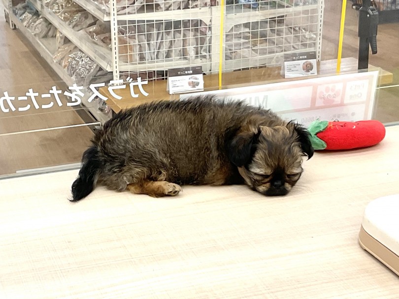 子犬の睡眠時間は長い | MIX犬 チワペキ (118660) - 城山店