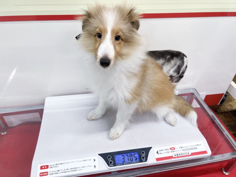 4月4日現在の体重は3.7kg | シェットランドシープドッグ （140844） - 横浜 元町店