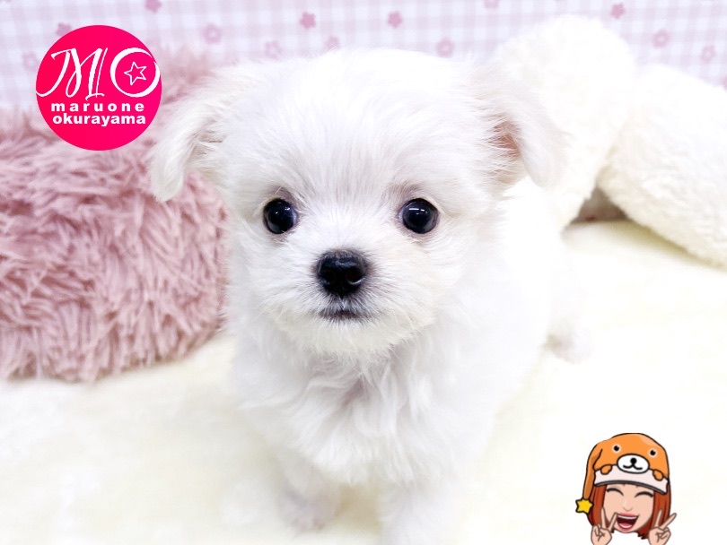 お顔の小顔さはママのチワワタイプ | MIX犬 マルチワ （6131156） - 横浜 大倉山店