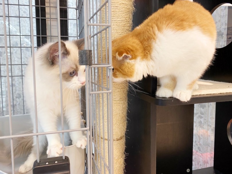 超多頭向き！犬も猫も大好きな温厚ニャンコ | ラグドール （120493） - 横浜 今宿店