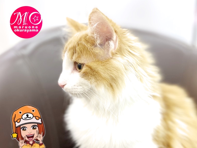 スラッとした高い鼻はイケメンの証拠！ | ノルウェージャンフォレストキャット （6131132） - 横浜 大倉山店