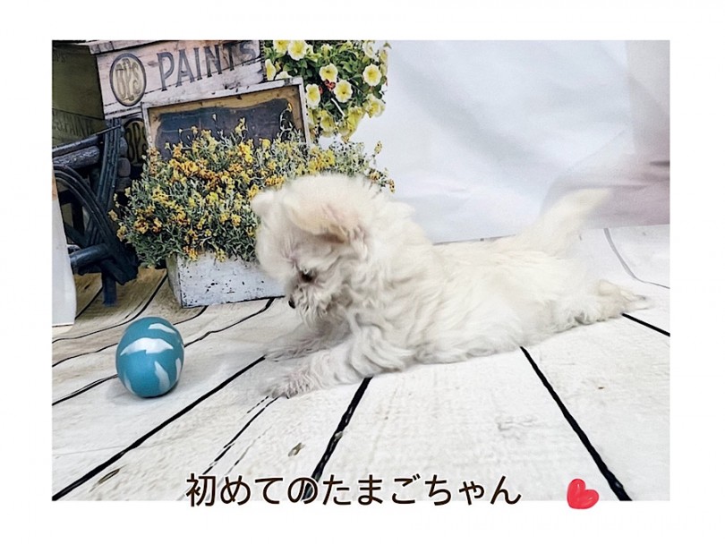 ミックス犬って？チワマルって？ | MIX犬 チワマル （312091） - 横浜 港北ニュータウン店
