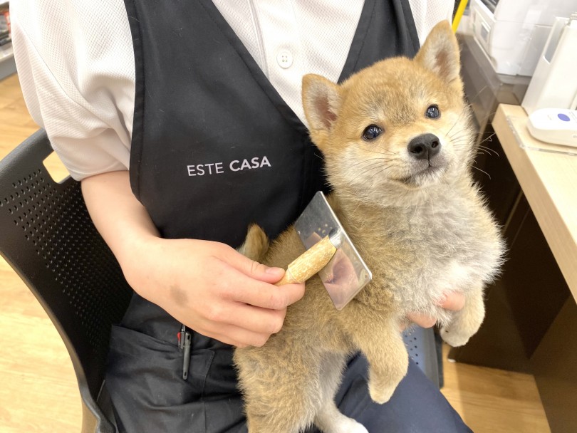 お家でもお手入れできるけど毛が抜ける犬種 | 豆柴 (118637) - 城山店