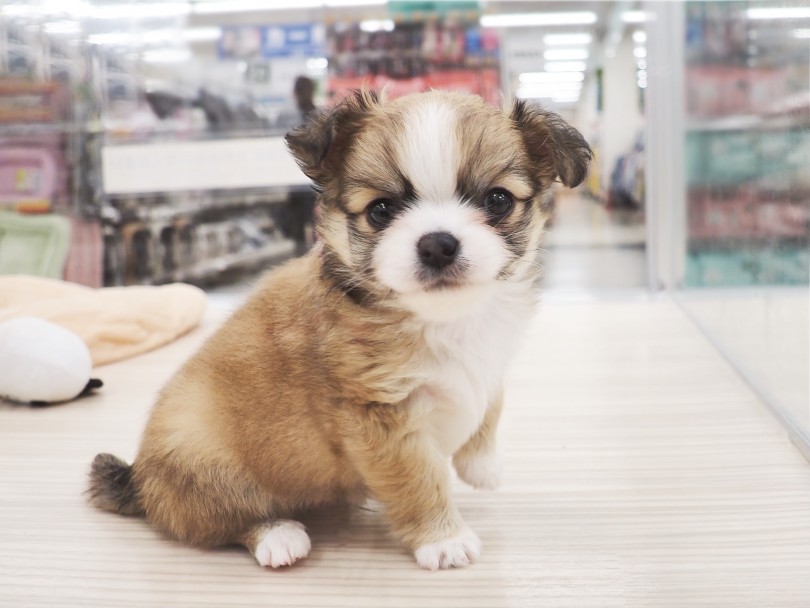 世界にたった一人のオンリーワンコ | MIX犬 チワパピ （713873） - 横浜 鶴見店