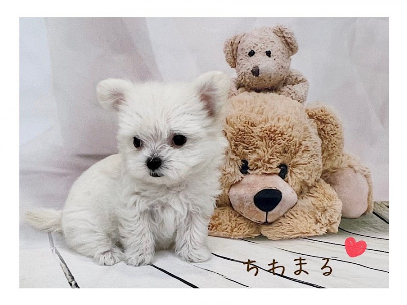 入店体重360gのプッチーサイズ | MIX犬 チワマル （312091） - 横浜 港北ニュータウン店