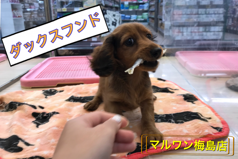 【 ミニチュアダックスフント 】お手入れ完璧！初心者でも飼いやすいダックスちゃん